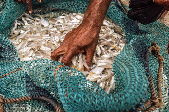 India’s Ornamental Fisheries Exports Reach INR 41 Crore, PMMSY Driving Growth and Global Opportunities