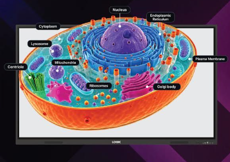 LOGIC Introduces EX Series Interactive Displays Powered by Android 16 and Phibonacci 3D STEM Hyperinteractive Simulation