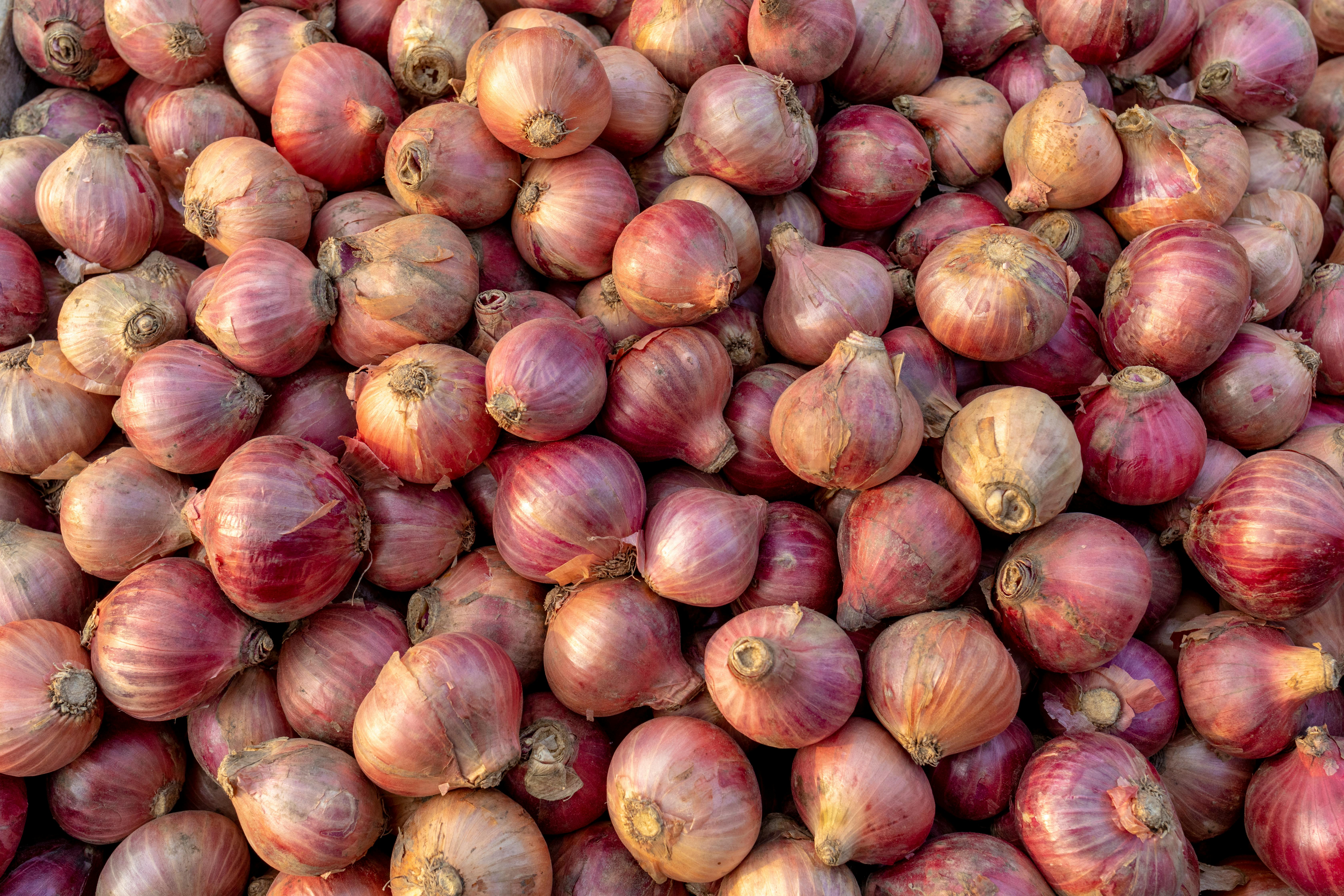 Government Steps Up Onion Supplies to Keep Prices Stable, Supports Thousands of Farmers