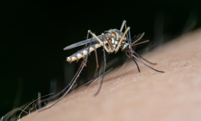 Dengue Cases Rise Across Tamil Nadu as Monsoon Boosts Mosquito Breeding