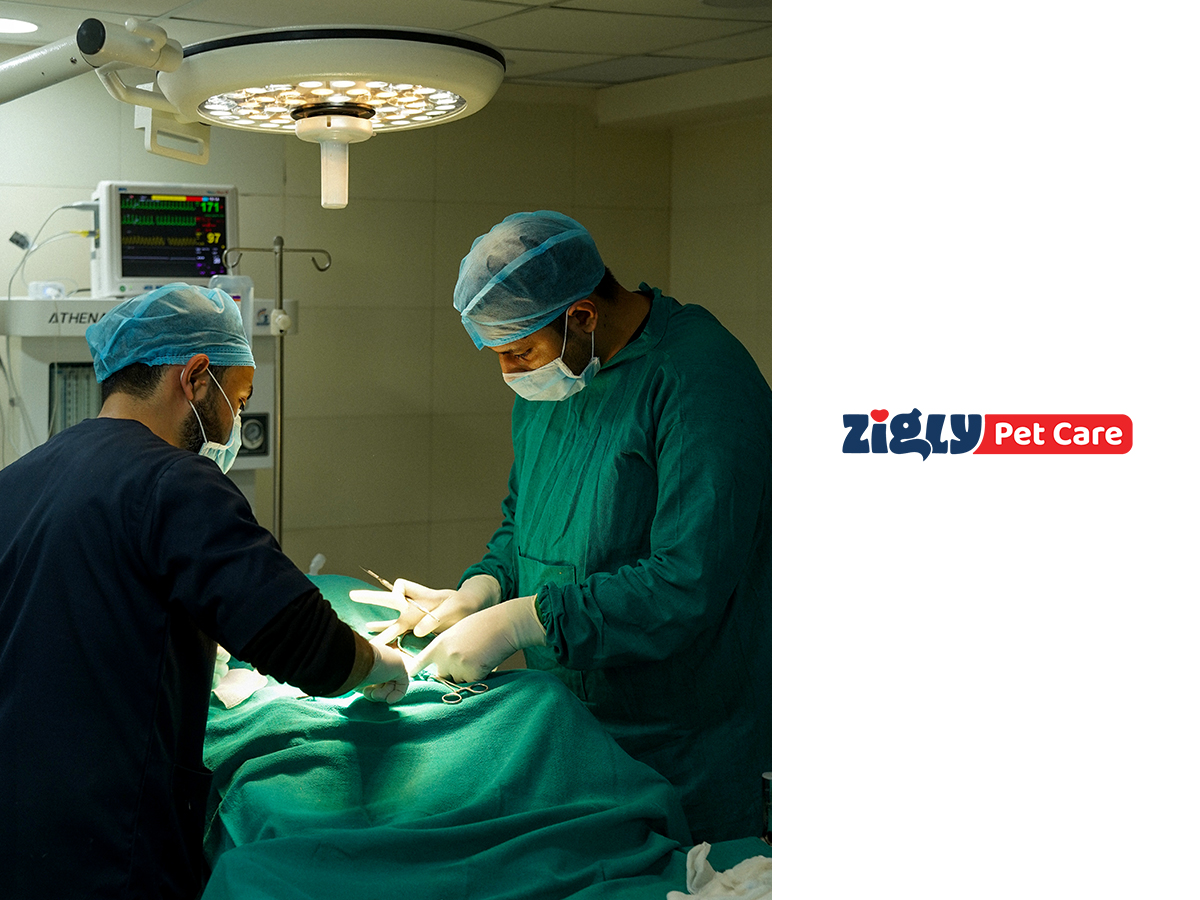 Zigly Pet Care strengthens veterinary care footprint with acquisition of leading speciality  veterinary clinic in Mumbai 