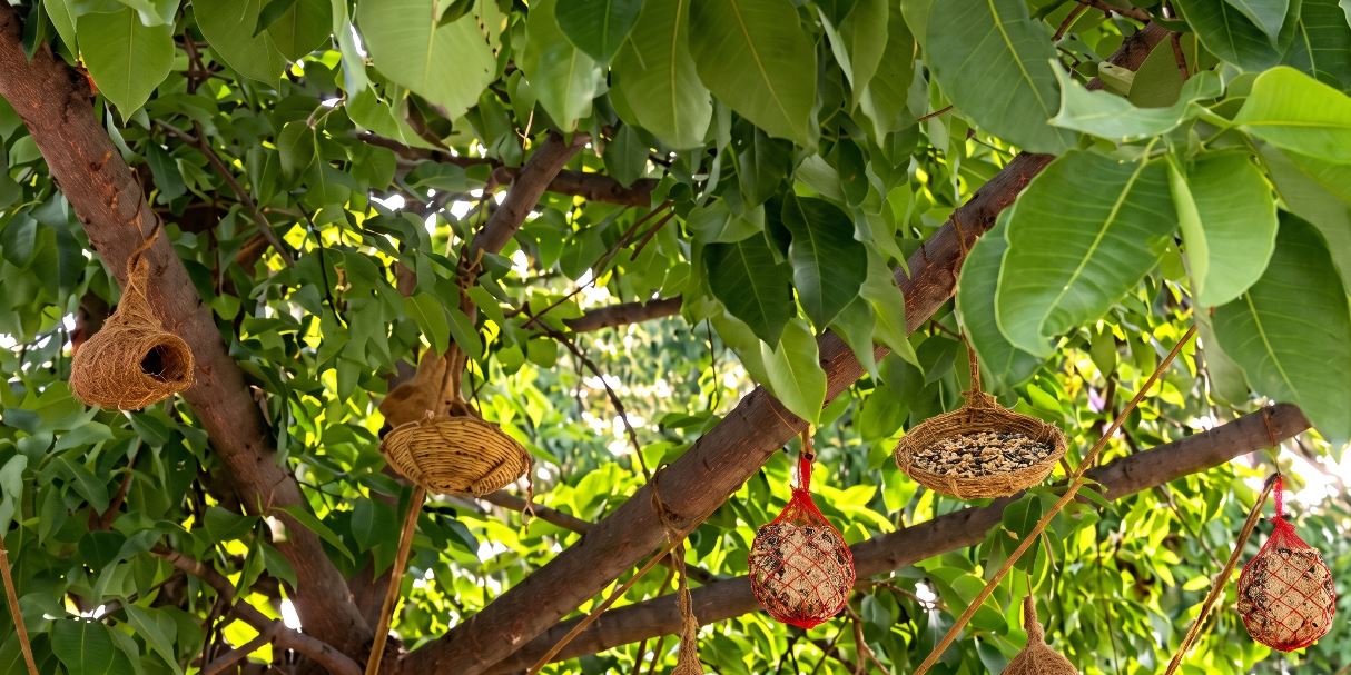 BMC Installs over 150 Artificial Bird Nests in Bhubaneswar to Help Birds Beat Summer Heat